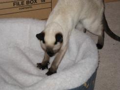 more kittens